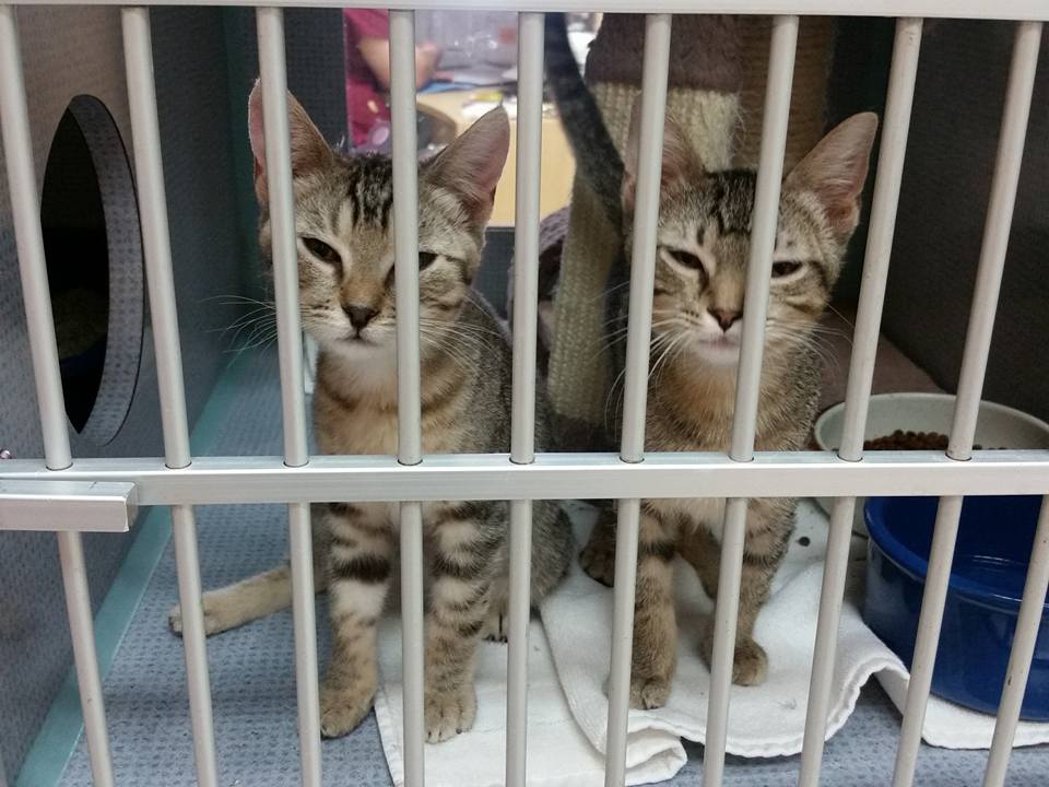 Adopt…Don’t Shop!